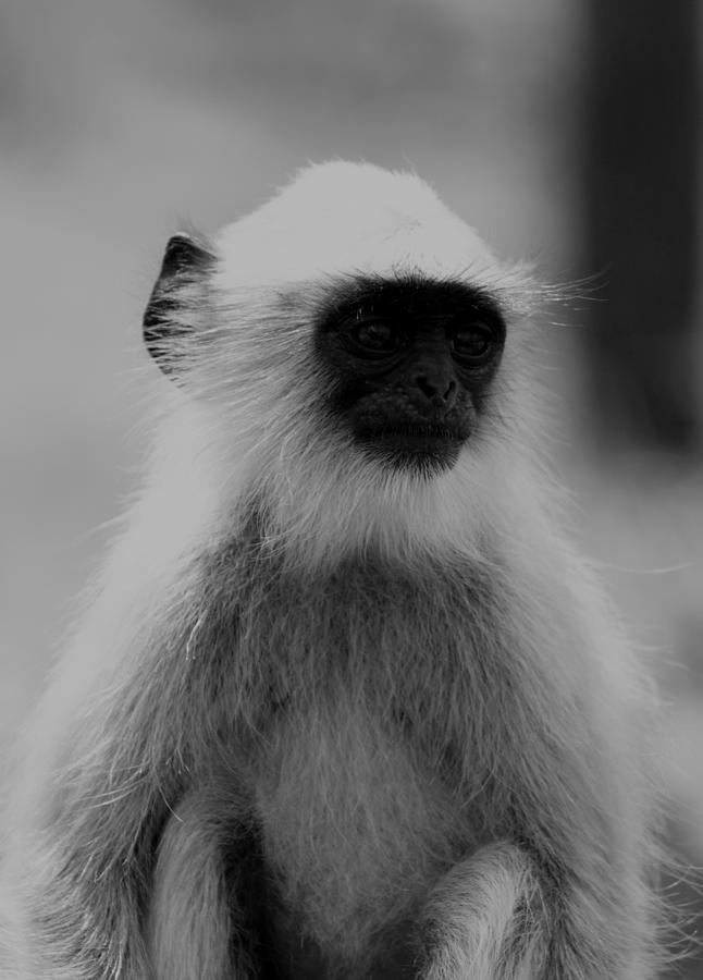 Langoor - Hanuman Monkey  Photograph by Ramabhadran Thirupattur
