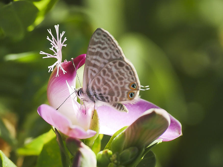Langs Short-tailed Blue II Photograph by Meir Ezrachi