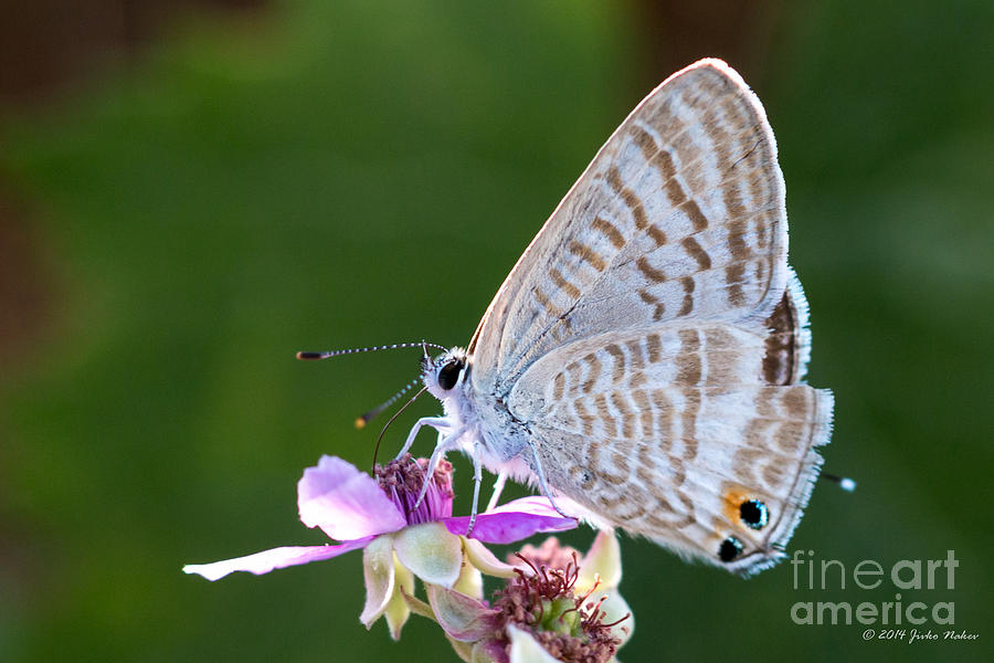 Long-tailed Blue Butterfly Photograph by Jivko Nakev