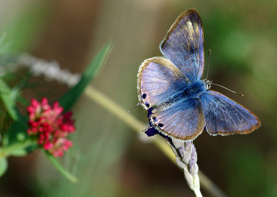 Langs Short-tailed Blue Photograph by Meir Ezrachi
