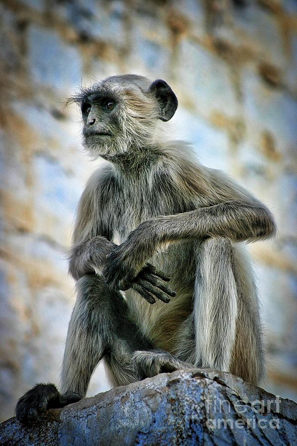 Langur On A Wall In Rajasthan 2 Photograph by Henry Kowalski