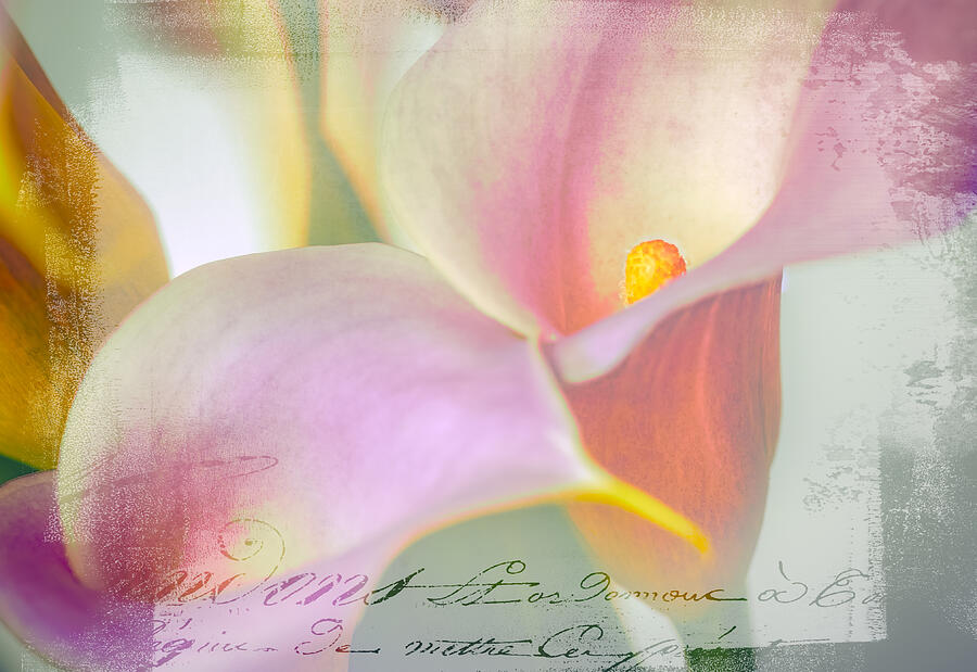 Spring Photograph - Language of a Calla Lily by Julie Palencia
