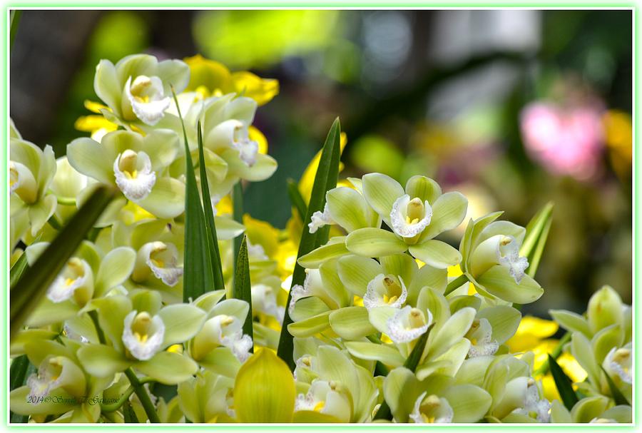 Language of Orchids Photograph by Sonali Gangane Fine Art America