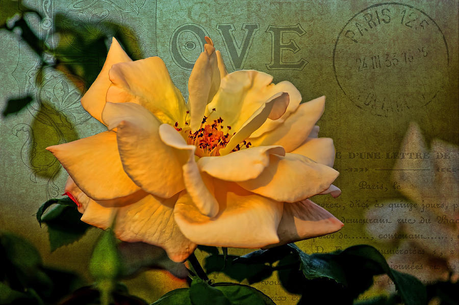 Flower Photograph - Language of The Heart - Rose by HH Photography of Florida