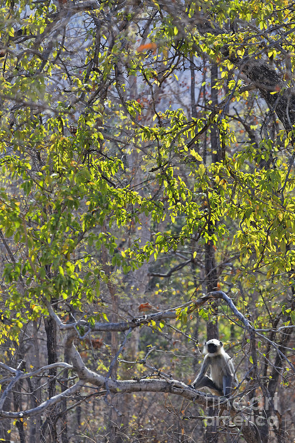 Tree Photograph - Langur in the Trees Panna National Park by Robert Preston