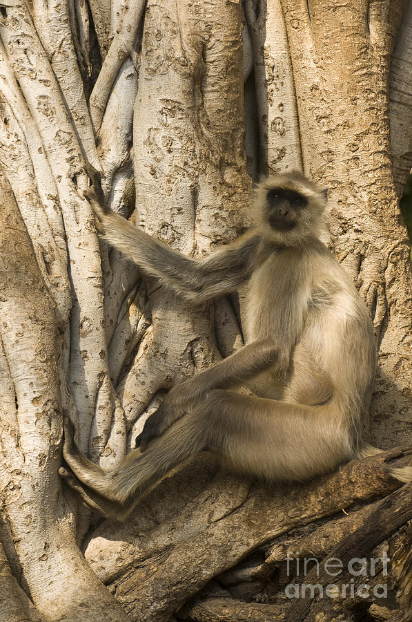 Langur Monkey, India Photograph by John Shaw