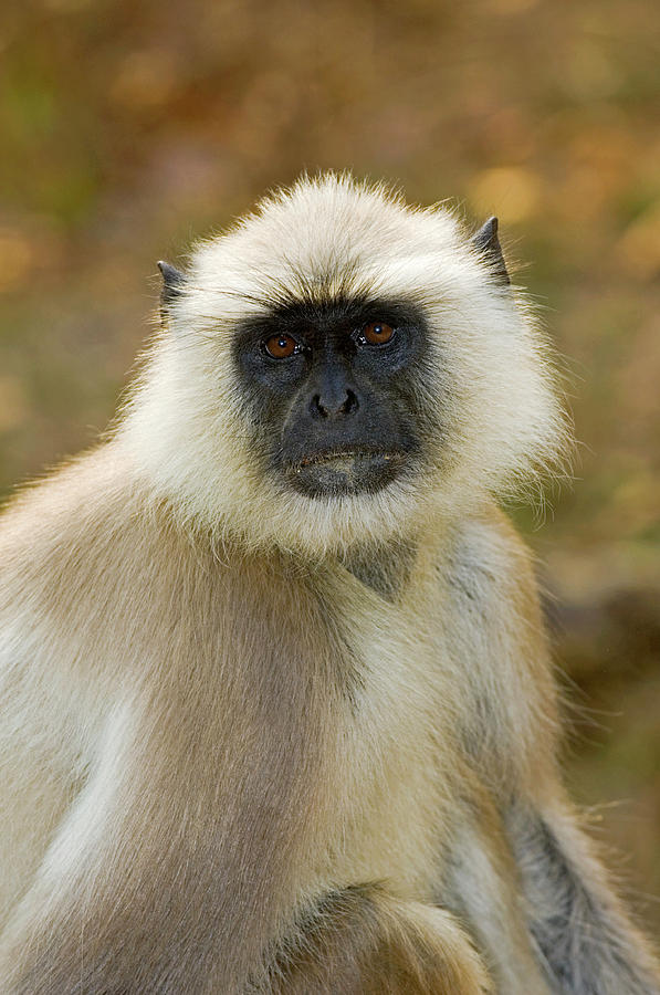 Wildlife Photograph - Langur Monkey by Tony Camacho/science Photo Library