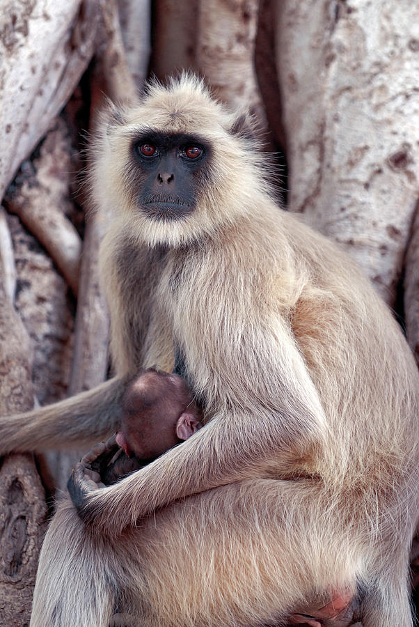 Wildlife Photograph - Langur Monkey With Infant by Simon Fraser/science Photo Library