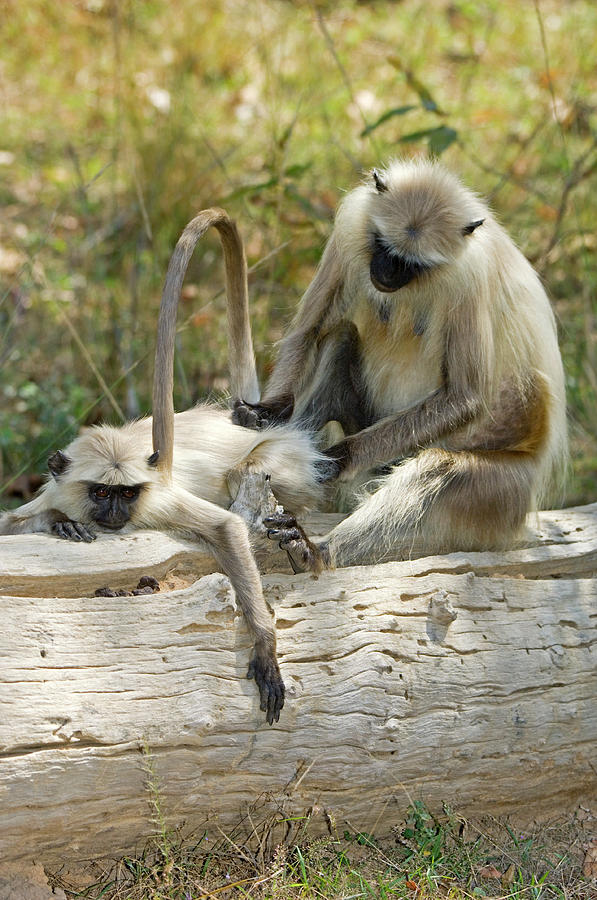 Wildlife Photograph - Langur Monkeys Grooming by Tony Camacho/science Photo Library