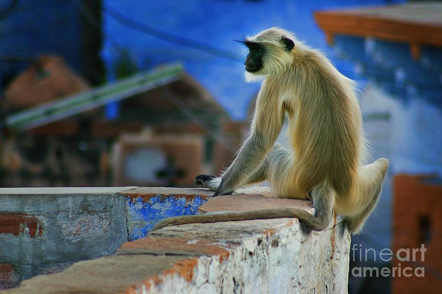 Langur on a Wall in Rajasthan Photograph by Henry Kowalski