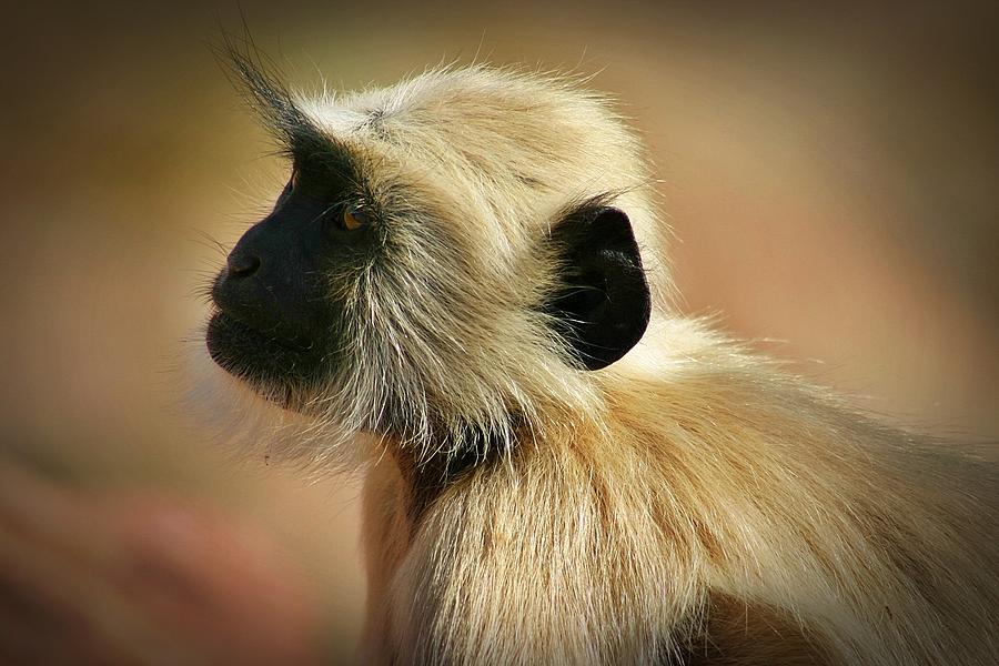 Langur Profile Photograph by Henry Kowalski