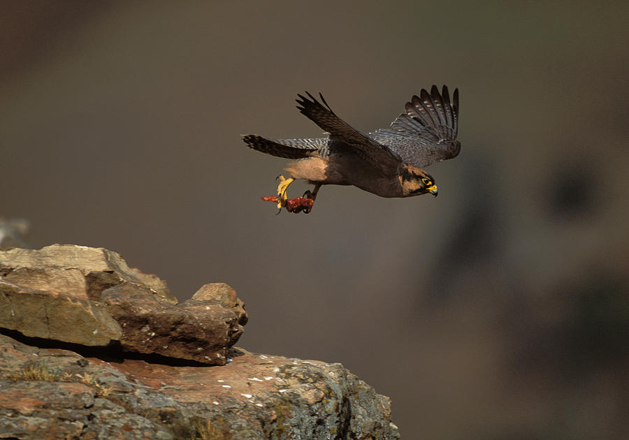 Lanner Falcon In Flight Photograph by Nigel Dennis