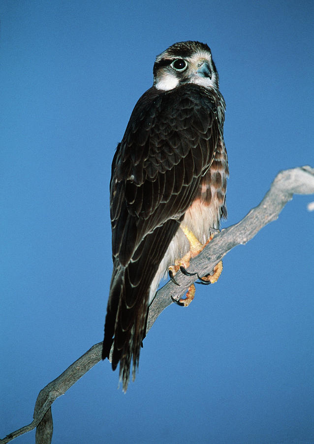 Lanner Falcon Photograph by Tony Camacho/science Photo Library