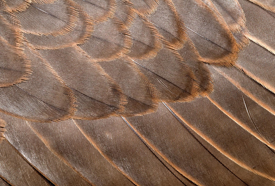 Lanner Falcon Wing Feathers Abstract Photograph by Nigel Downer