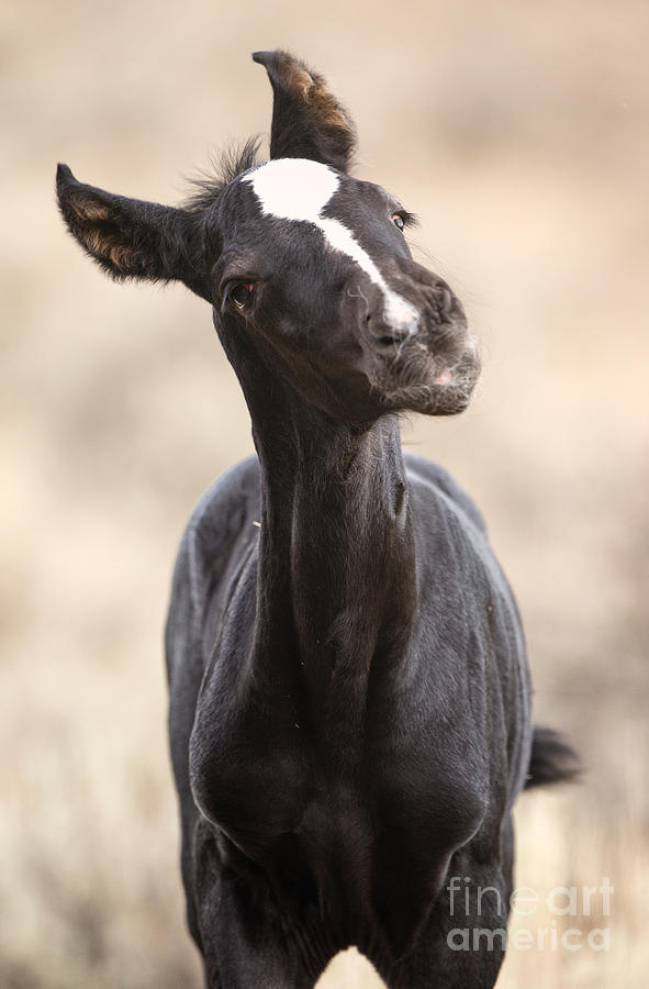 Lansa - a wild mustang colt Photograph by Deby Dixon