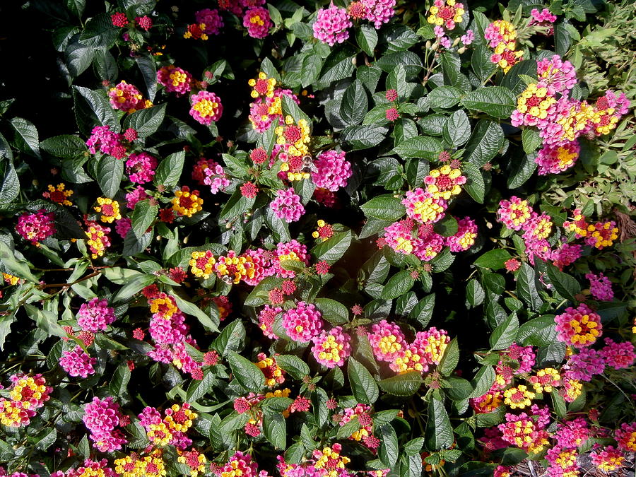 Lantana and Busy Bees Photograph by Kate Gallagher - Fine Art America