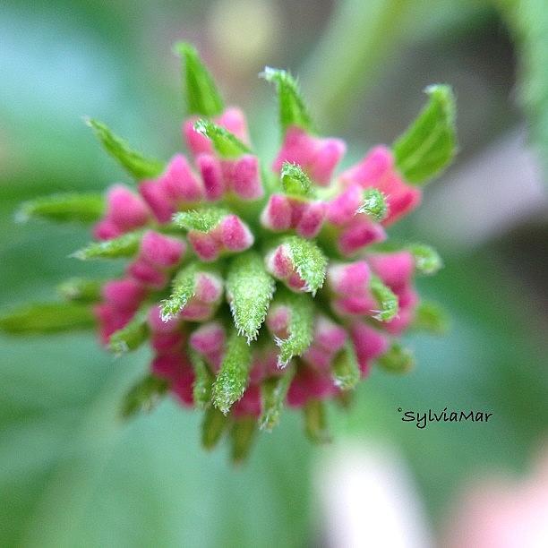 Lantana Flower Bud Photograph by Sylvia Martinez