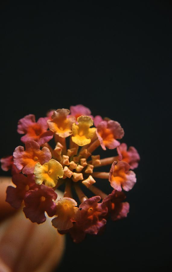 Vintage Photograph - Lantana Flowers by Retro Images Archive