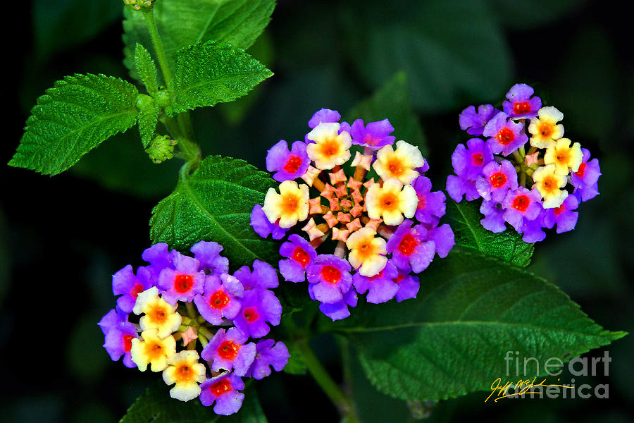 Flower Photograph - Lantana II by Jeff McJunkin