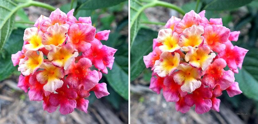 Lantana in Stereo Photograph by Duane McCullough