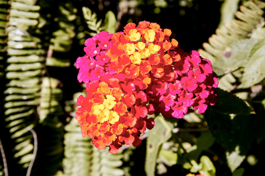 Lantana Digital Art by Photographic Art by Russel Ray Photos