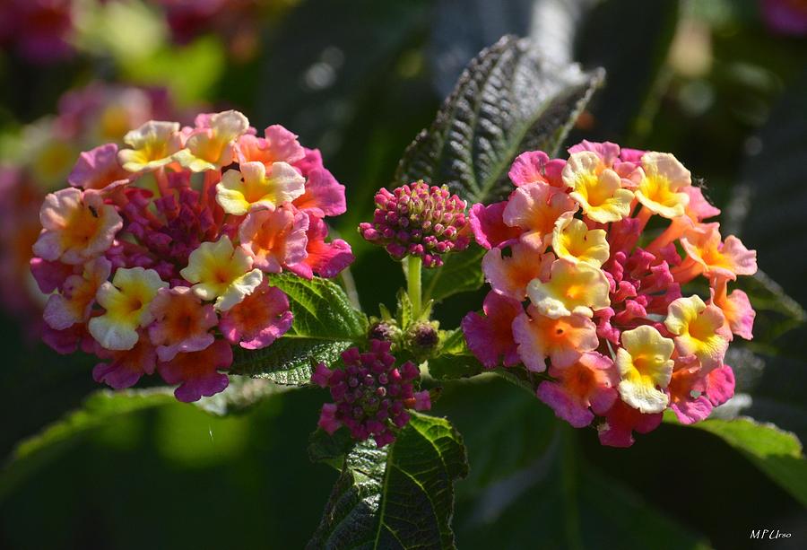 Lantana Sunset Photograph by Maria Urso - Fine Art America