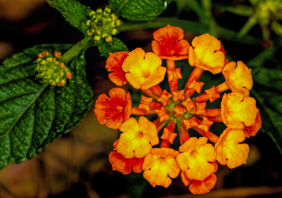 Lantana Up Close and Personal Photograph by Dave Bosse
