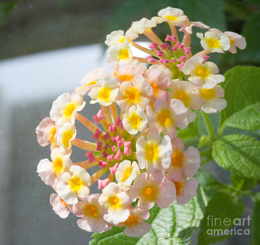 Lantana With Textured Effects Photograph