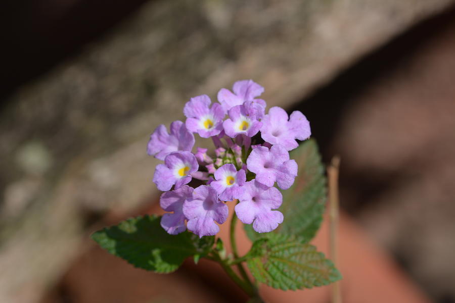 Flower Photograph - Lantena Purple by Sanjay Ghorpade