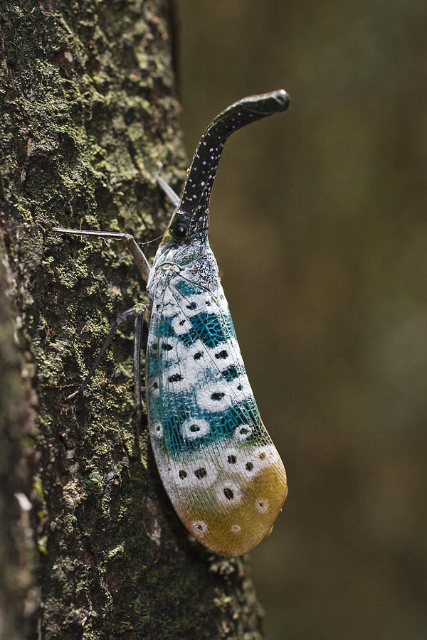 Lantern Bug  North Andaman Islands Photograph by Konrad Wothe
