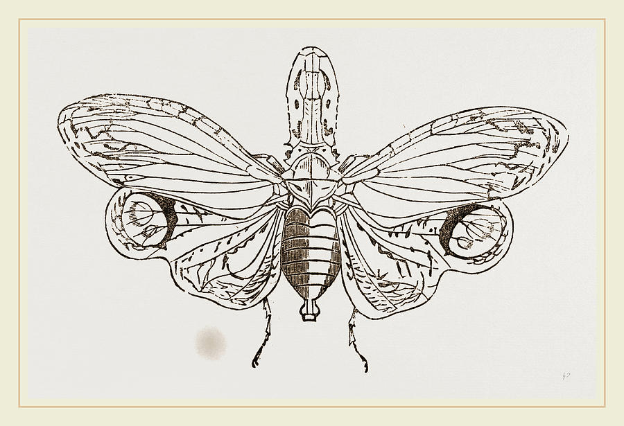 Lanternfly Drawing by Litz Collection Fine Art America