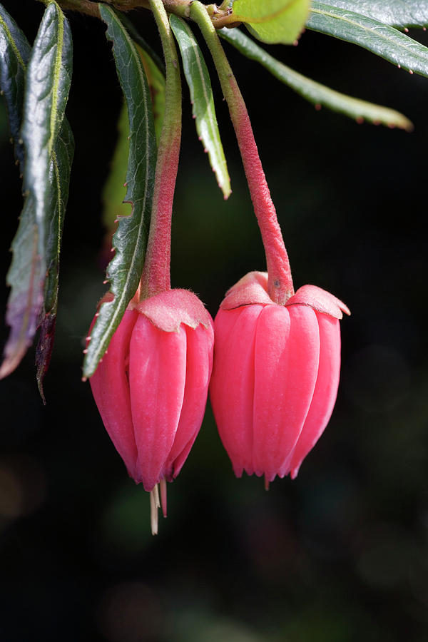  Lantern  Tree  Flowers Photograph by Geoff Kidd science 