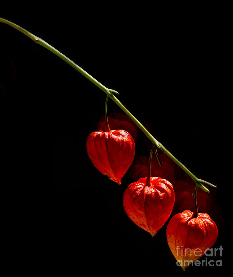 Hearts Photograph - Lantern Trio by Rebecca Cozart