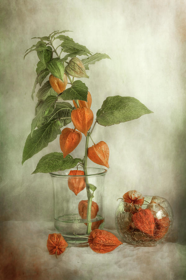 Flower Photograph - Lanterns by Mandy Disher