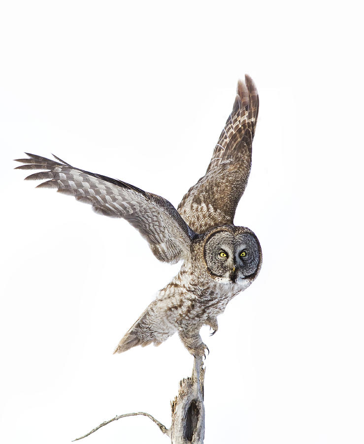 Lapland Owl on White Photograph by Mircea Costina Photography