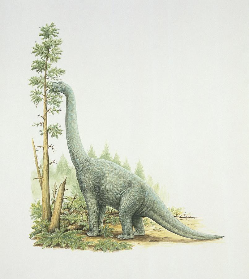 Prehistoric Photograph - Lapparentosaurus by Deagostini/uig/science Photo Library