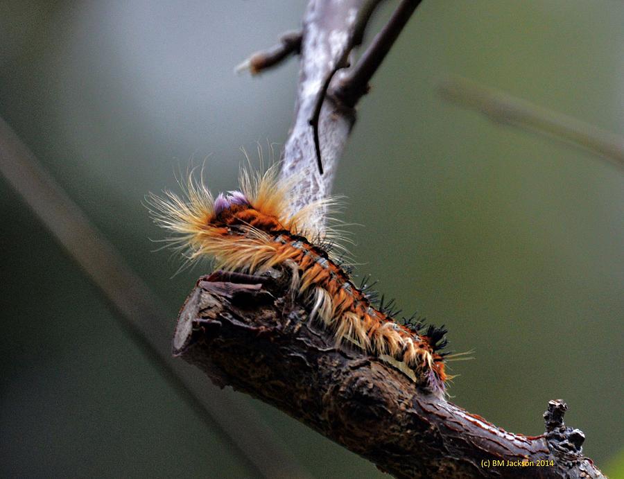 Lappet Moth Caterpillar Photograph by Brigid Jackson - Fine Art America