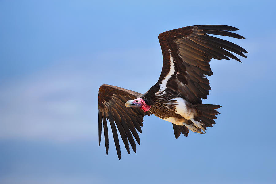 Wings Photograph - Lappetfaced Vulture by Johan Swanepoel