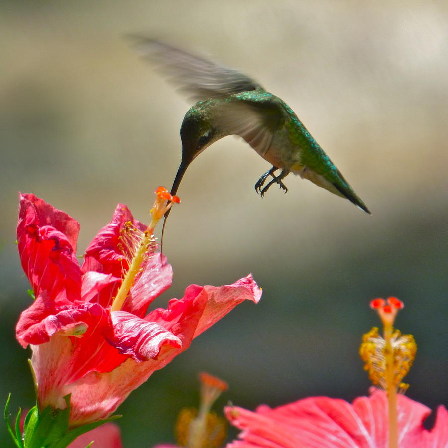 Lapping nectar Photograph by Jean Wright