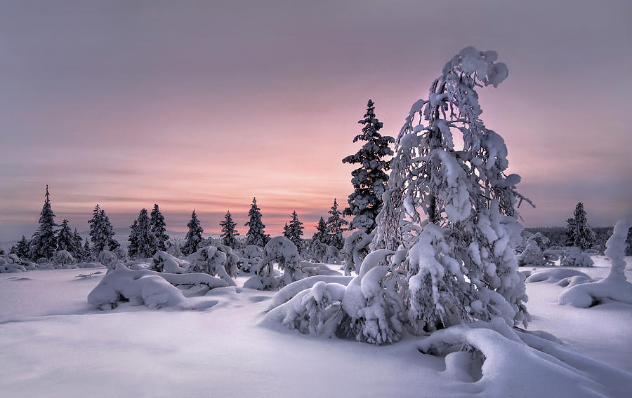 Lappland - Winterwonderland Photograph by Christian Schweiger