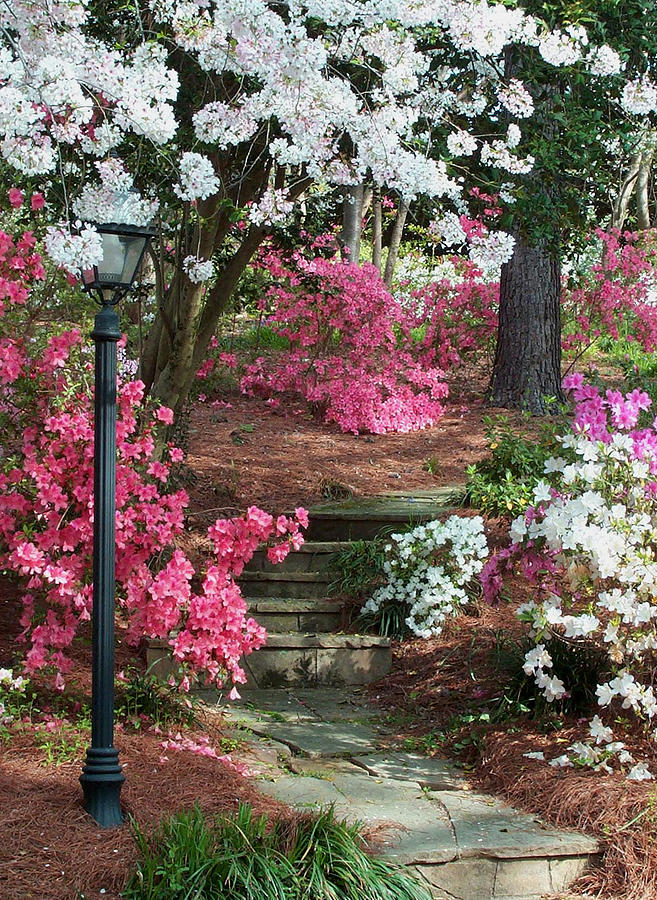 Spring Photograph - Lamppost at the Fickling home by Glenn Grossman