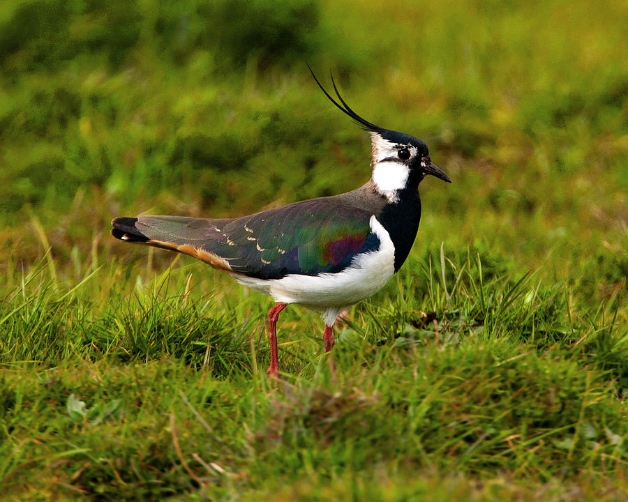 Lapwing Photograph by Paul Scoullar