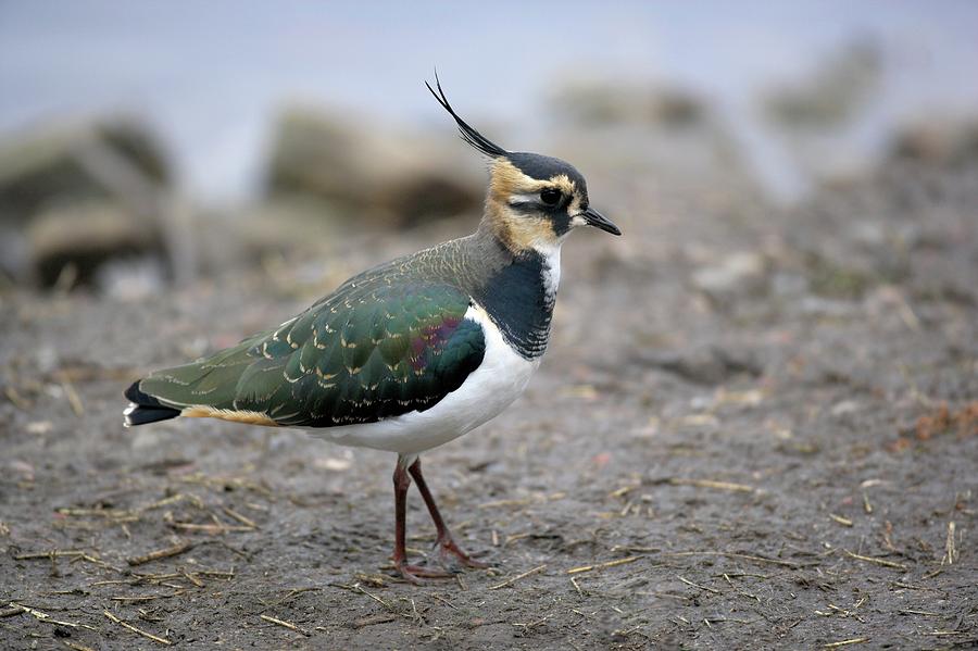 Lapwing Photograph - Lapwing by Simon Booth/science Photo Library