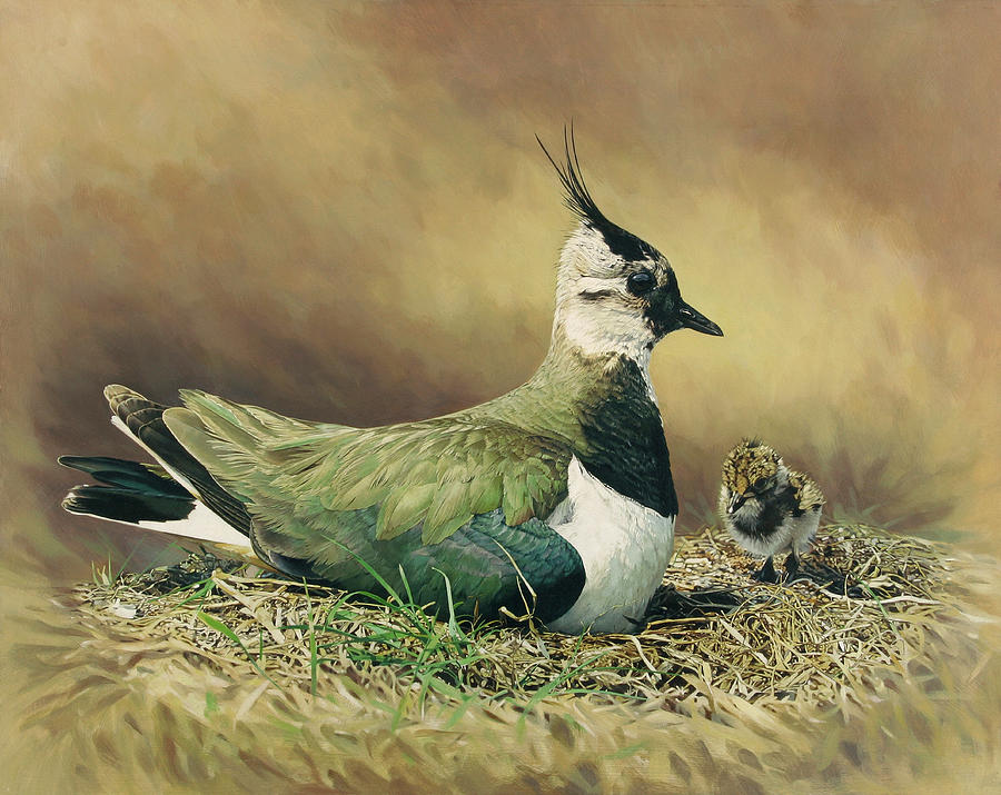 Lapwing Sitting In Nest With Chick Photograph by Ikon Ikon Images