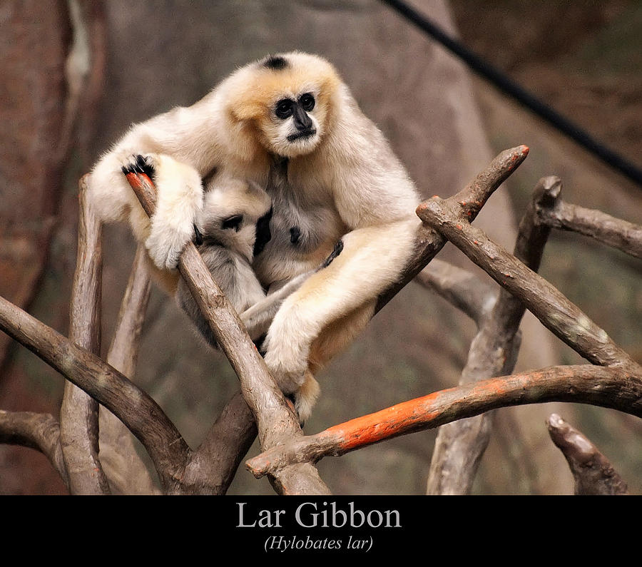 Lar Gibbon Digital Art by Flees Photos