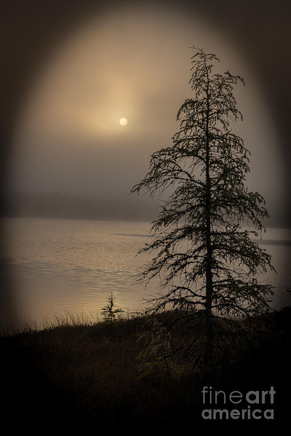 Larch Ant The Fog Photograph