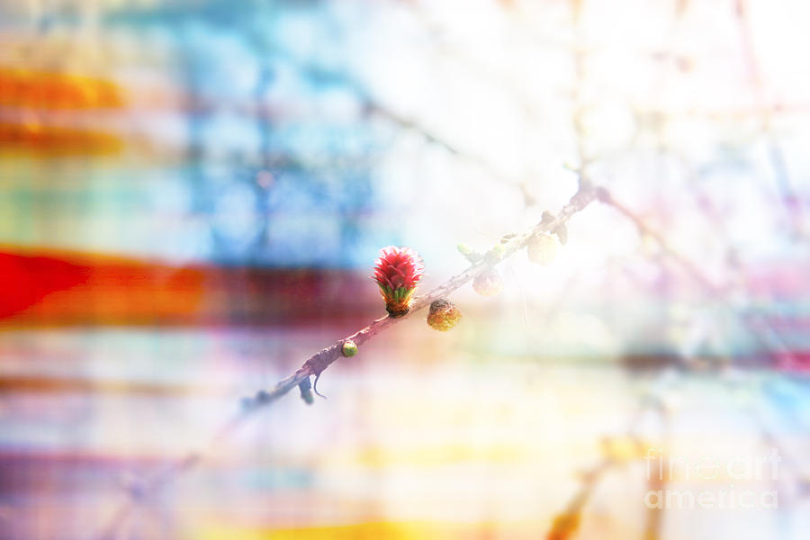Spring Photograph - Larch bud fairy forest in the early morning by Lali Kacharava