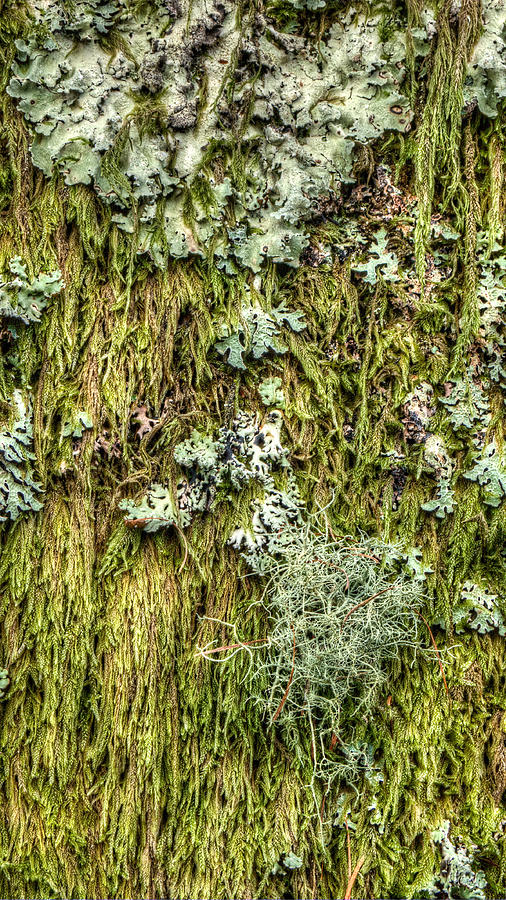 Larch Tree Beard Moss Photograph by Weston Westmoreland