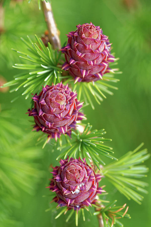 Larch Tree Cone (larix Sp.) Photograph by Heiti Paves/science Photo Library