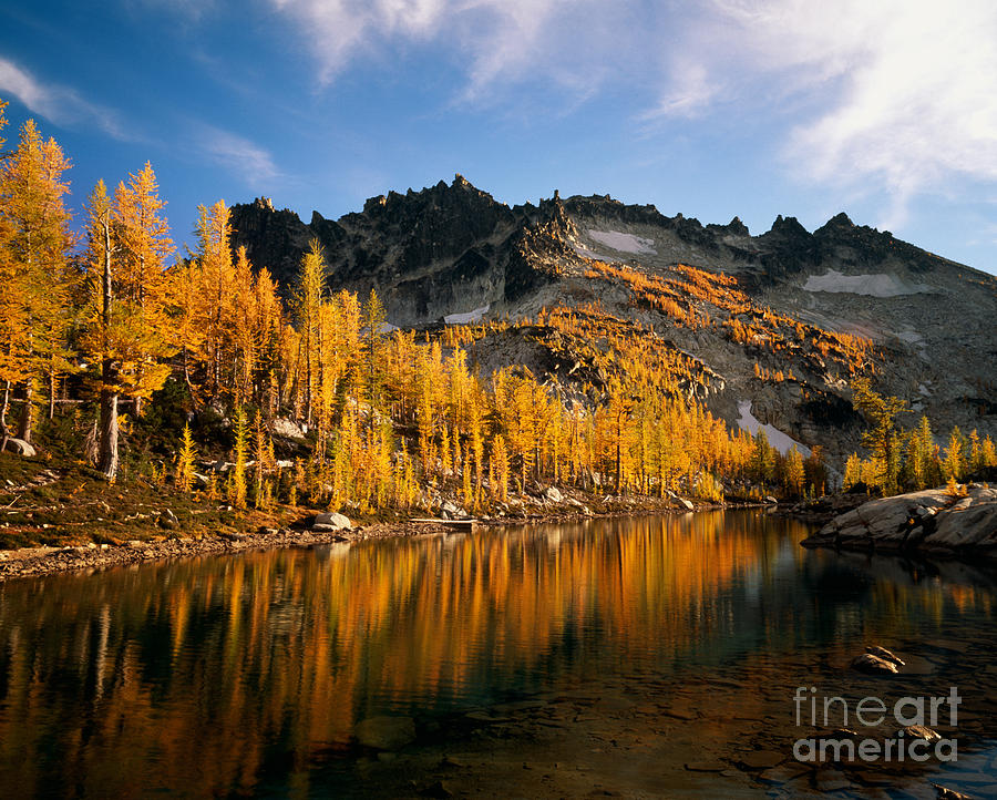 Larch Trees Reflect In Leprechaun Lake Photograph by Tracy Knauer